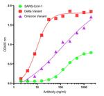 SARS-CoV-2 Spike Protein S2 Recombinant Llama Monoclonal Antibody (P1B8)