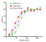 SARS-CoV-2 Spike Protein S2 Recombinant Llama Monoclonal Antibody (P1G5)