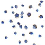 TIGIT Recombinant Llama Monoclonal Antibody (2F7)