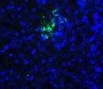 TIGIT Antibody in Immunohistochemistry (Paraffin) (IHC (P))