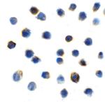 TIGIT Recombinant Llama Monoclonal Antibody (2C6)