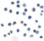 TIGIT Recombinant Llama Monoclonal Antibody (2D7)