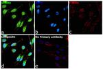 GPNMB Antibody in Immunocytochemistry (ICC/IF)