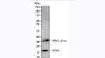 IFN gamma Antibody in Western Blot (WB)