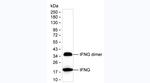 IFN gamma Antibody in Western Blot (WB)