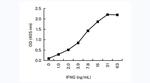 IFN gamma Antibody in ELISA (ELISA)