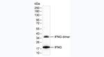 IFN gamma Antibody in Western Blot (WB)