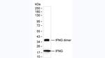 IFN gamma Antibody in Western Blot (WB)