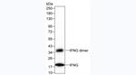 IFN gamma Antibody in Western Blot (WB)