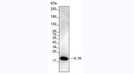 IL-1 beta Antibody in Western Blot (WB)