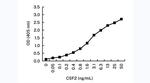 GM-CSF Monoclonal Antibody (5D8)