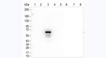 Human IgG3 Antibody in Western Blot (WB)