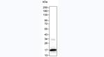 IL-2 Antibody in Western Blot (WB)