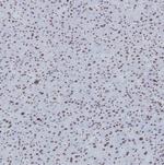 H3K56me3 Monoclonal Antibody (KT191)