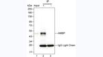 alpha-1 Microglobulin Antibody in Immunoprecipitation (IP)