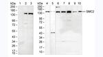 SMC2 Monoclonal Antibody (KT74)