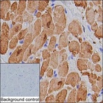 Cardiac Troponin I Antibody in Immunohistochemistry (Paraffin) (IHC (P))