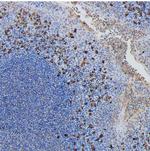 Human IgA Antibody in Immunohistochemistry (Paraffin) (IHC (P))
