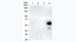 Human IgA Antibody in Western Blot (WB)