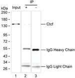 CTCF Antibody in Immunoprecipitation (IP)