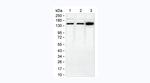 CTCF Monoclonal Antibody (KT70)