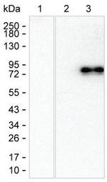 Human IgE Monoclonal Antibody (3B5)