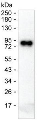 Human IgE Monoclonal Antibody (1B4)