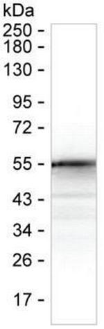 SARS-CoV-2 Nucleocapsid Monoclonal Antibody (13A2)