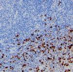 Lambda light chain Antibody in Immunohistochemistry (Paraffin) (IHC (P))