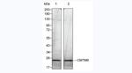 CMTM6 Antibody in Western Blot (WB)