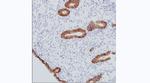 CMTM6 Antibody in Immunohistochemistry (Paraffin) (IHC (P))