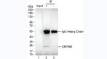 CMTM6 Antibody in Immunoprecipitation (IP)