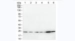 CMTM6 Antibody in Western Blot (WB)