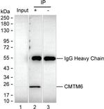 CMTM6 Antibody in Immunoprecipitation (IP)