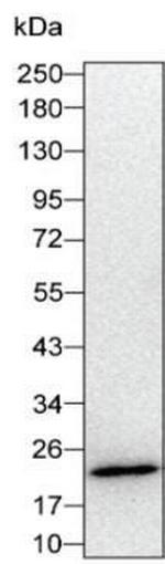 CMTM6 Antibody in Western Blot (WB)