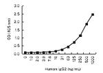 Human IgG2 Monoclonal Antibody (KT138)