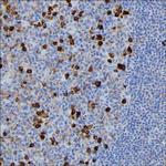 J Chain Monoclonal Antibody (KT109)