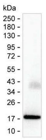 Interferon alpha-2 Monoclonal Antibody (KT107)