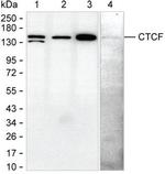CTCF Monoclonal Antibody (KT71)