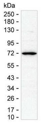 CTCFL Antibody in Western Blot (WB)