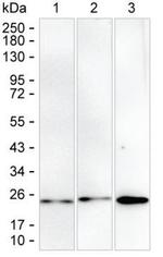 RAB6B Monoclonal Antibody (KT79)
