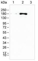 CLASP1 Monoclonal Antibody (KT66)