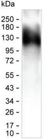 TEV Tag Monoclonal Antibody (KT88)