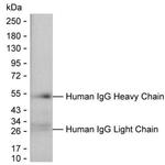 Human IgG Antibody in Western Blot (WB)