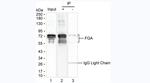 Fibrinogen Monoclonal Antibody (KT10)