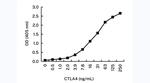 CTLA-4 Monoclonal Antibody (KT56)