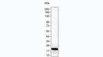 IL-11 Monoclonal Antibody (KT62)