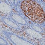FCAMR Antibody in Immunohistochemistry (Paraffin) (IHC (P))