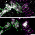 RAB3A Recombinant Rabbit Monoclonal Antibody (PSH01-08)