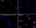 RAB3A Antibody in Immunocytochemistry (ICC/IF)